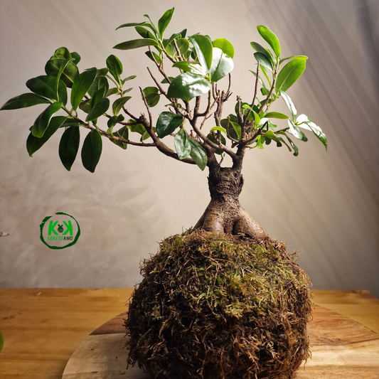 Kokedama Ficus Ginseng XL