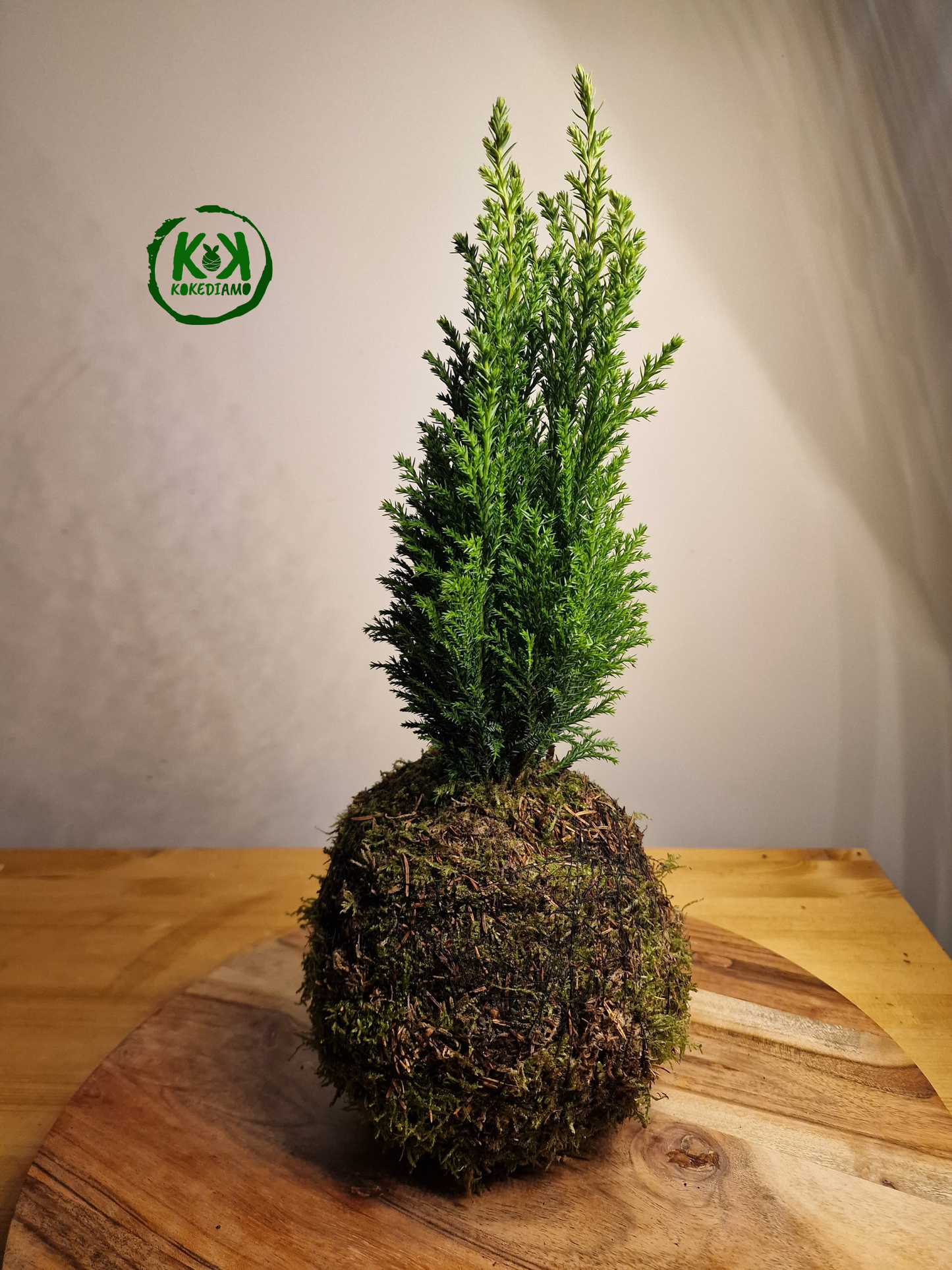 Kokedama Cipresso